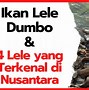 Lele Dumbo Nama Ilmiah